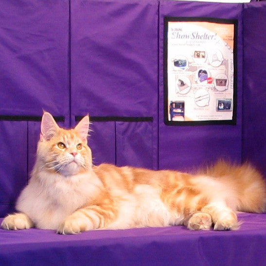 Grooming Station Partition - Purple - Sturdi Products - 1