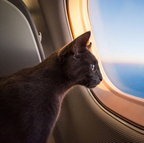 Tips to Fly with a Pet on a Plane