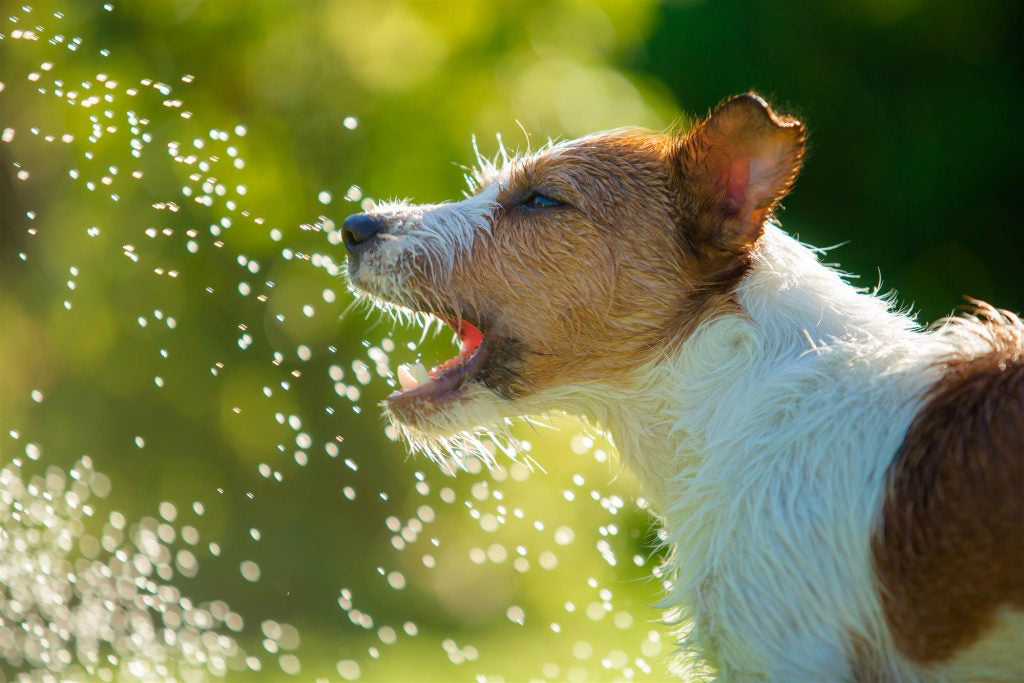 Pets and Summer sun: 5 things to watch out for