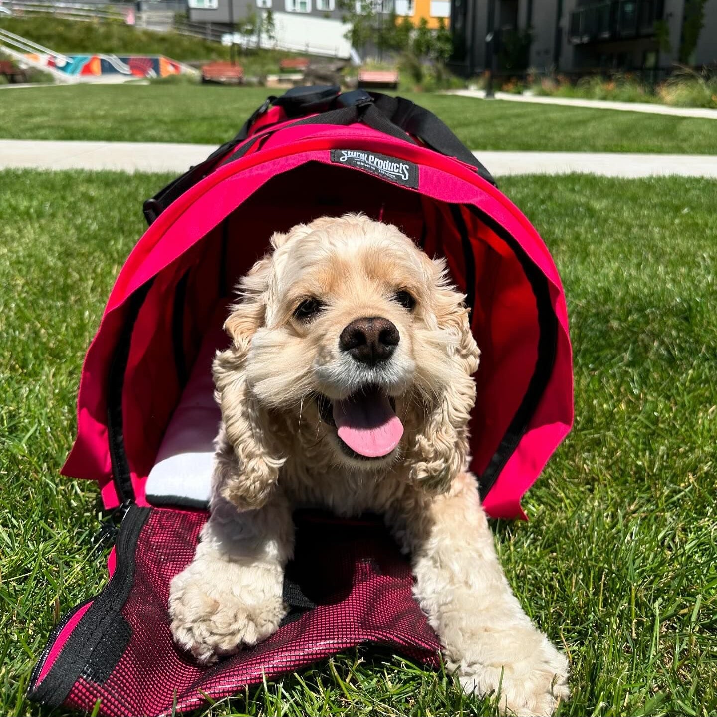 sturdibag pro 2.0 hot pink with Bennie