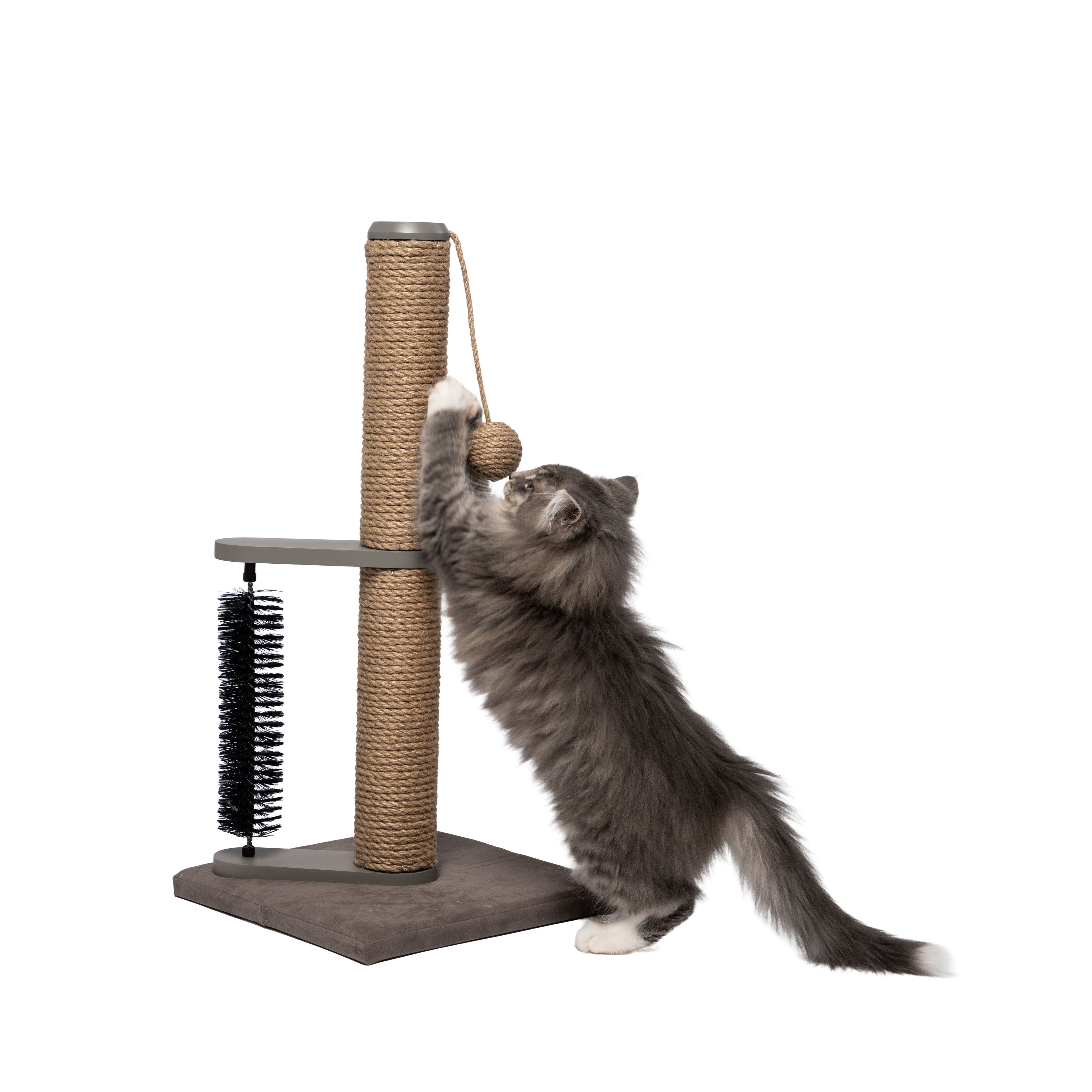 Fluffy gray kitten playing with a 24" jute cat scratch post with a grooming brush and hanging toy.
