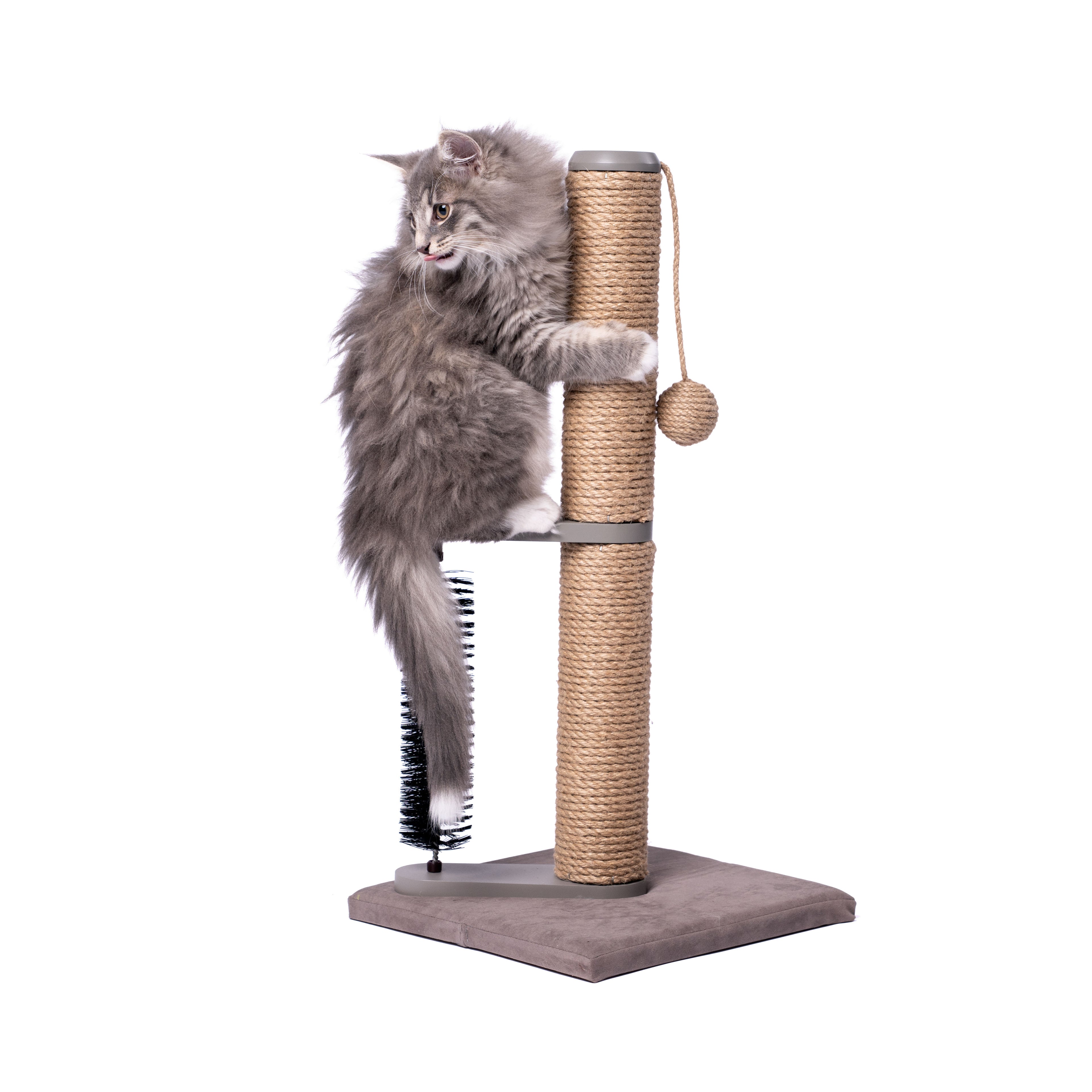 Fluffy gray kitten climbing a 24" jute cat scratch post with a grooming brush and hanging toy.
