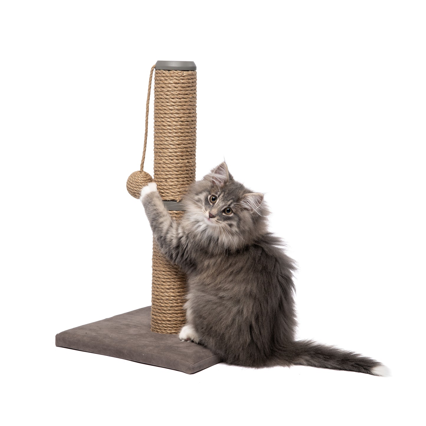 Fluffy gray kitten playing with a 19.5" jute scratching post with a dangling ball on a gray base.