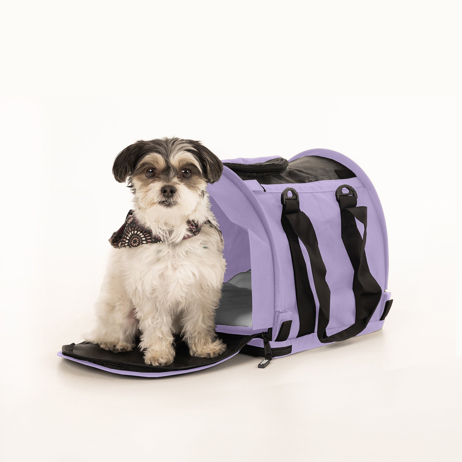 Small dog in a lavender SturdiBag Pro 2.0 soft-sided pet carrier with mesh panels and black straps.