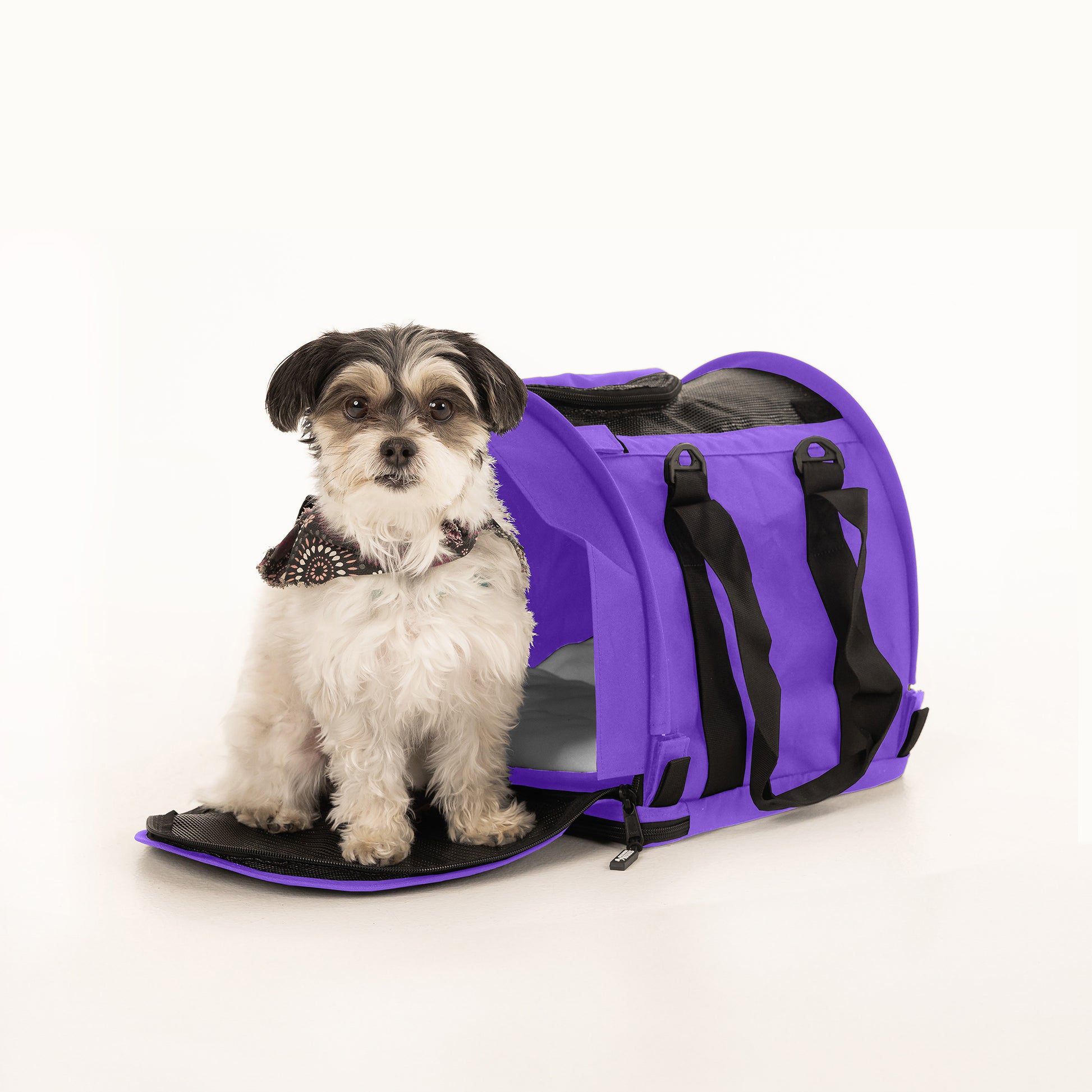 Small black and white dog sitting in front of a purple SturdiBag Pro 2.0 soft-sided pet carrier.