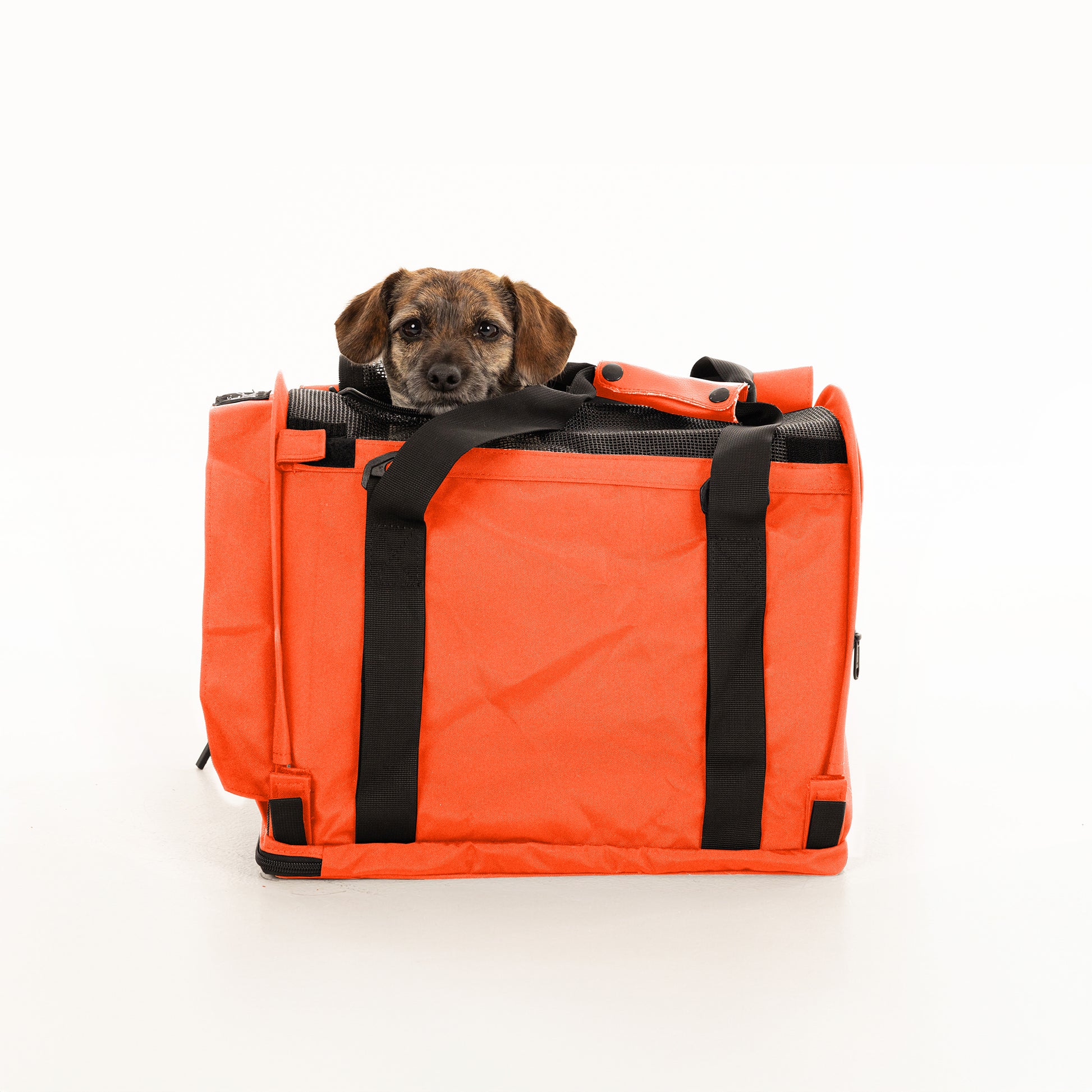 Small brown dog peeking from a bright orange SturdiBag Pro 2.0 soft-sided pet carrier with black straps.