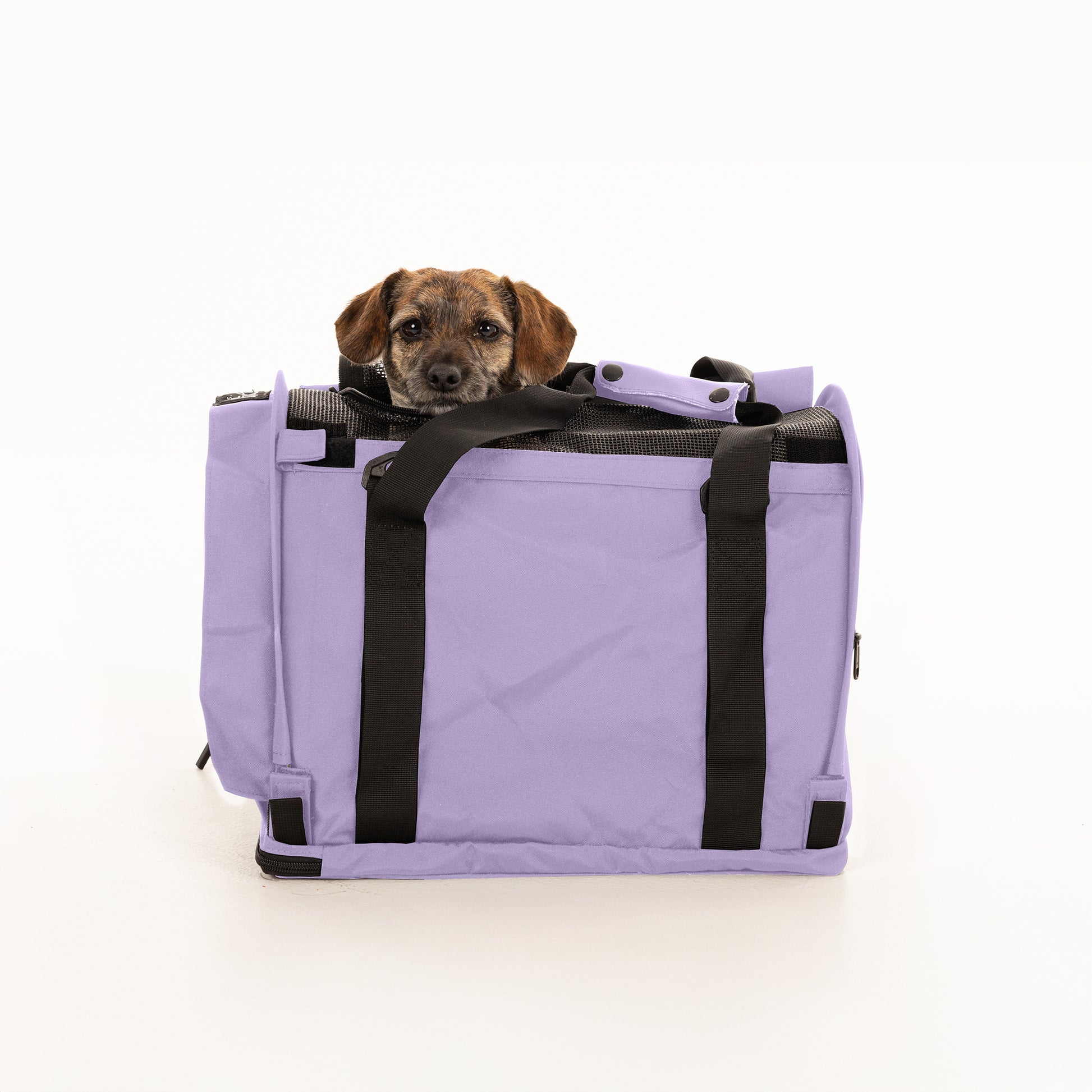 Lavender SturdiBag Pro 2.0 soft-sided pet carrier with a small brown dog peeking out.