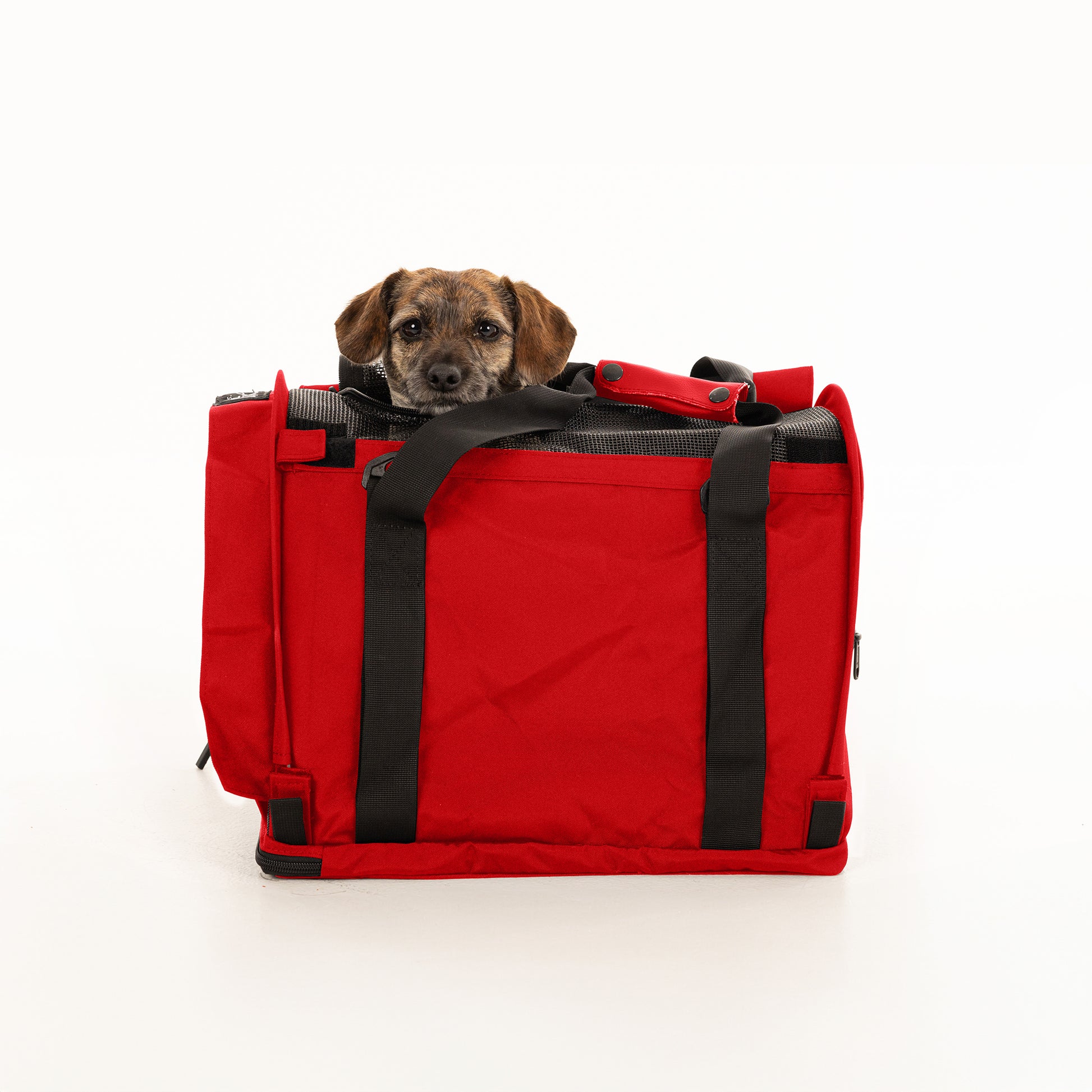 Small brown dog peeking from a red SturdiBag Pro 2.0 soft-sided pet carrier with black straps.