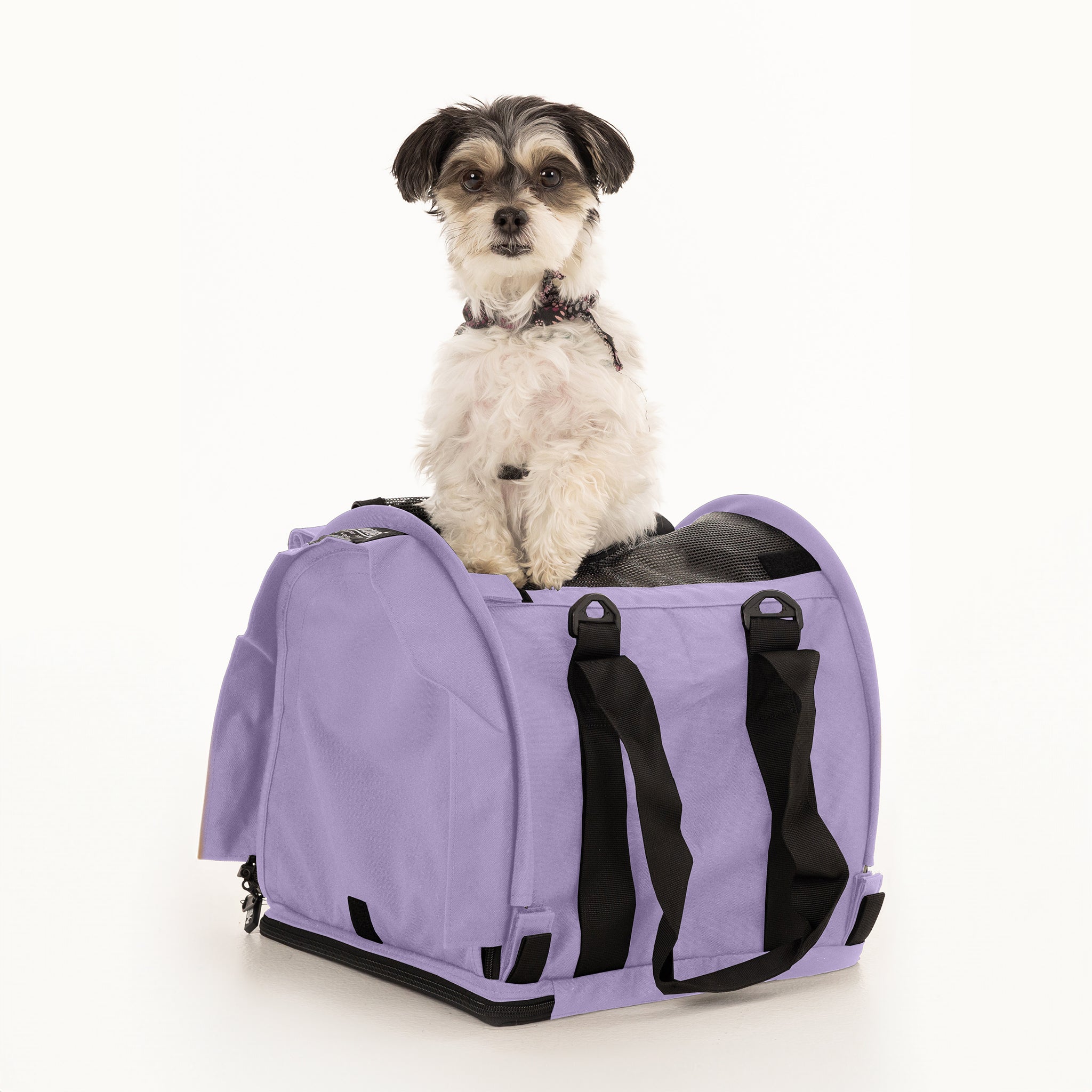 Small dog in a lavender SturdiBag Pro 2.0 soft-sided pet carrier with mesh panels and black straps.