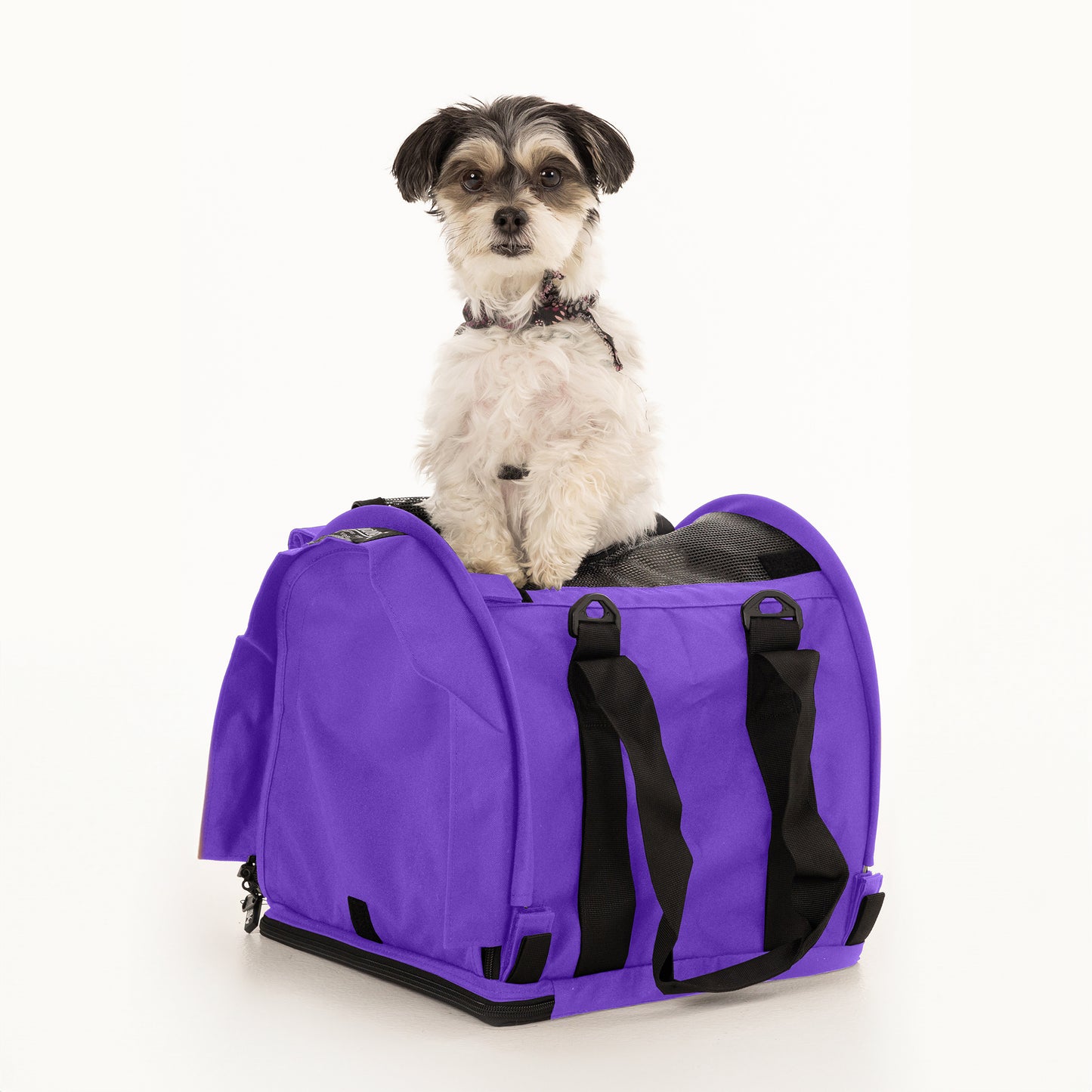 Small black and white dog sitting in a purple SturdiBag Pro 2.0 soft-sided pet carrier with mesh panels.