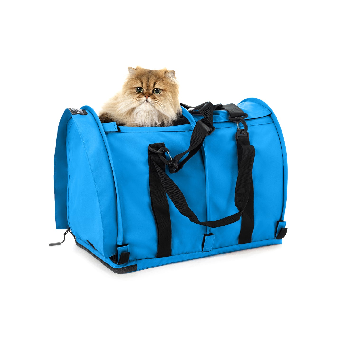 Golden Persian cat peeking from a bright blue SturdiBag Pro 2.0 soft-sided pet carrier with black straps.