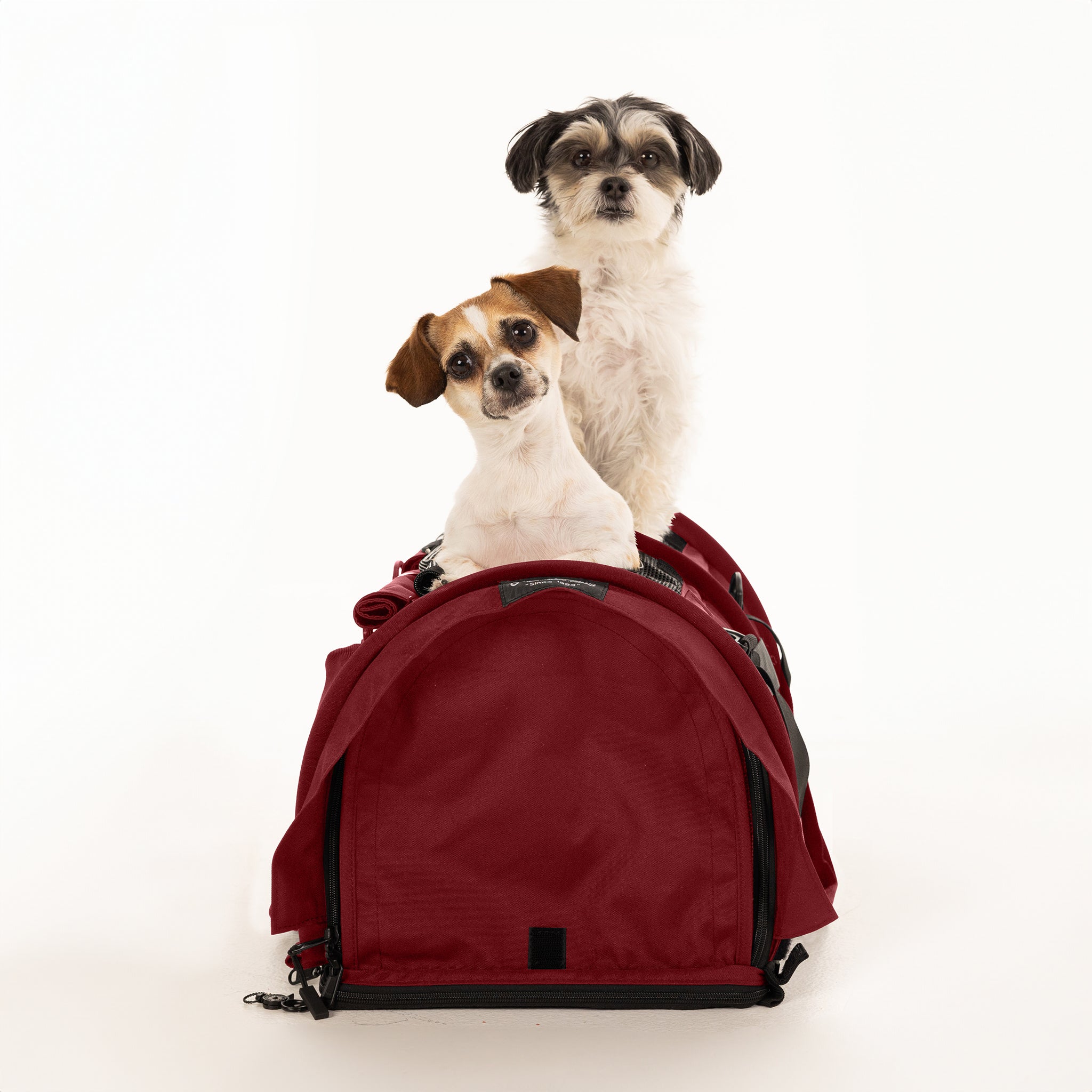 Two small dogs, one white and black, one brown and white, sit atop a burgundy SturdiBag Pro 3.0 divided pet carrier.