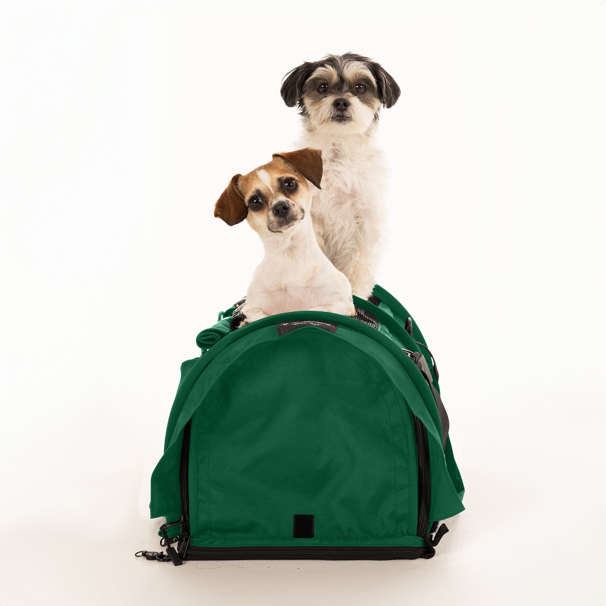 Two small dogs, one white and black, one brown and white, peeking out of a green SturdiBag Pro 3.0 divided pet carrier.