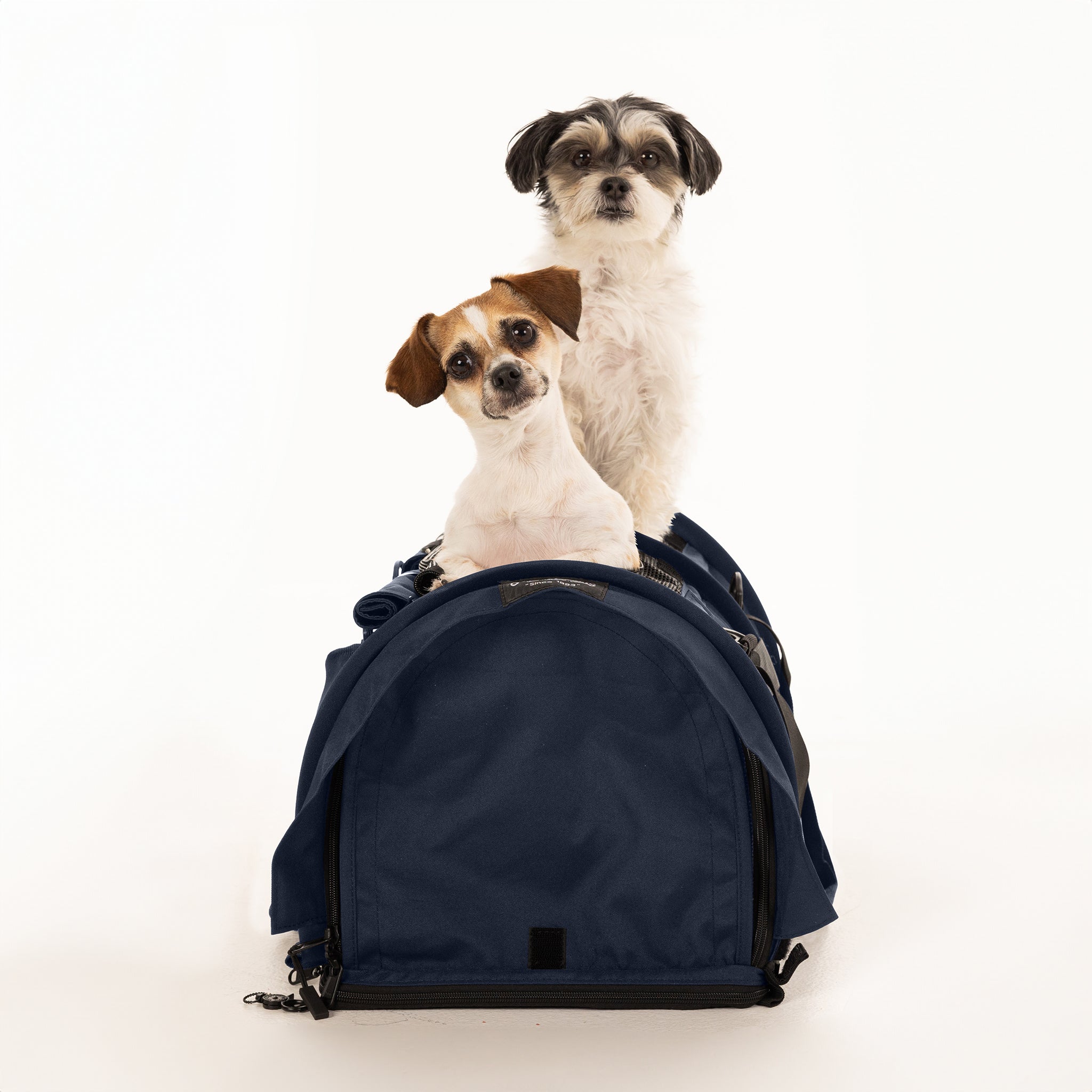 Two small dogs, one white and black, one brown and white, sit atop a navy blue SturdiBag Pro 3.0 divided pet carrier.