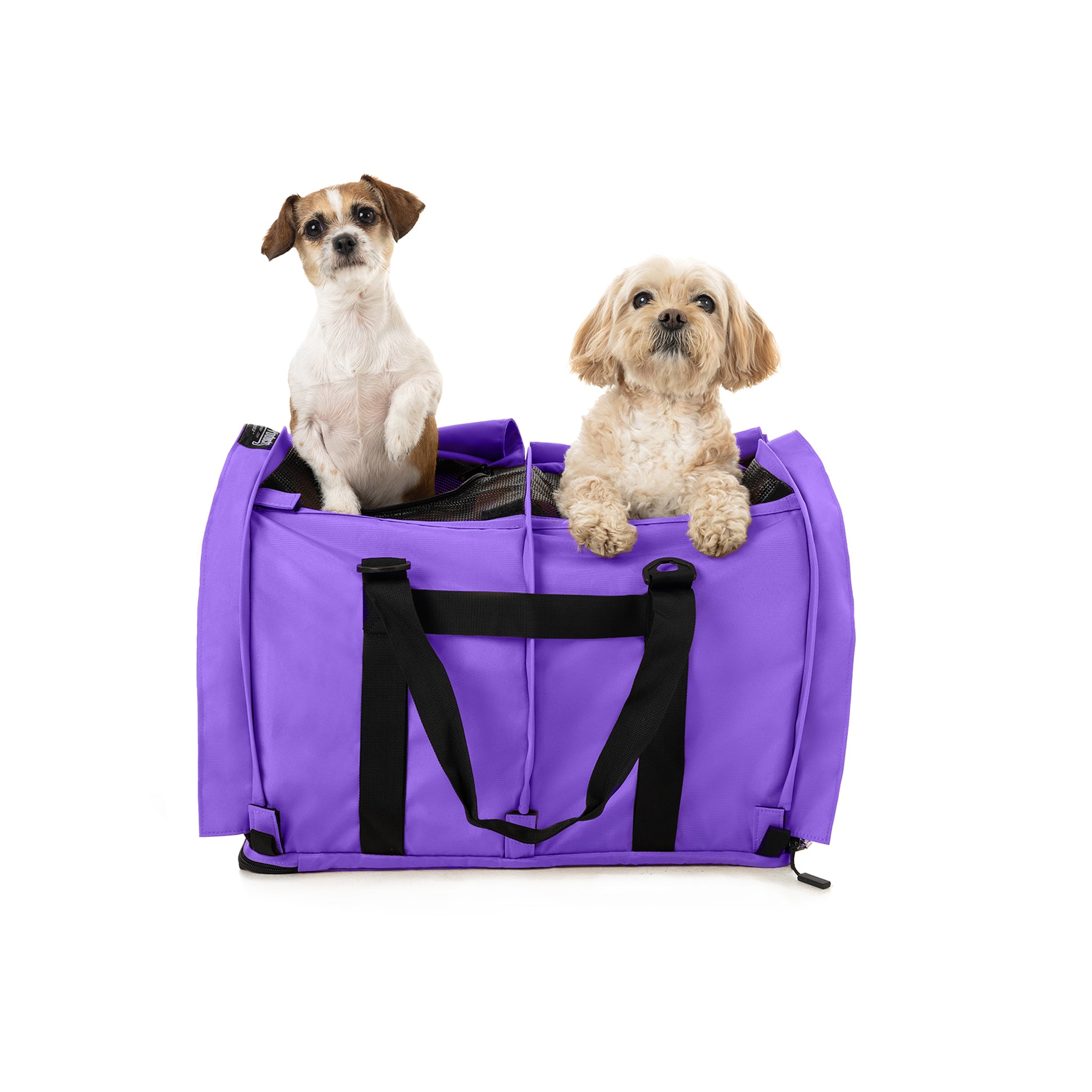 Two small dogs, a Jack Russell mix and a tan fluffy dog, in a purple SturdiBag Pro 3.0 divided pet carrier.