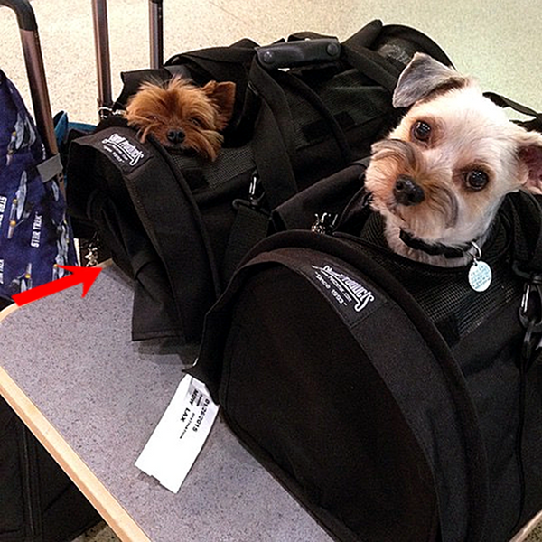 18 length x 14 width x 8 height pet carrier clearance